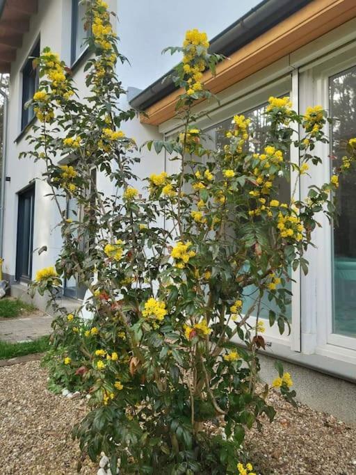Haus Am Walde Apartment Müllrose Екстериор снимка